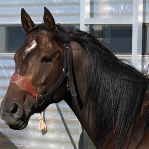 Meet your Posher, Ivy